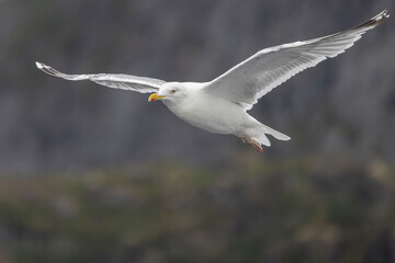 Seagulls on the wings in Raftsundet, Nordland county, Norway