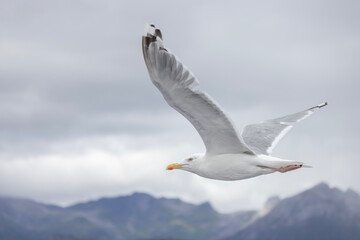 Fototapeta na wymiar Seagulls on the wings in Raftsundet, Nordland county, Norway