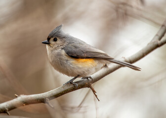 Tufted Titmouse (Baeolophus bicolor) Outdoors