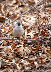 Tufted Titmouse (Baeolophus bicolor) Outdoors