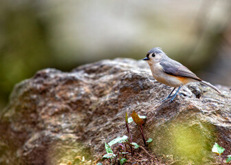 Tufted Titmouse (Baeolophus bicolor) Outdoors