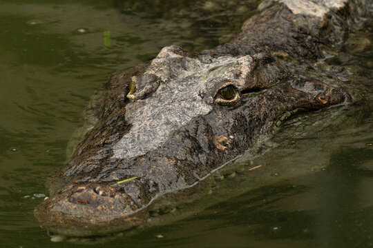 Croco