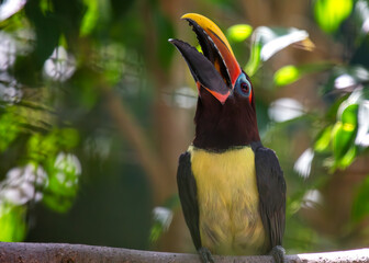 Green Aracari (Pteroglossus viridis) Outdoors