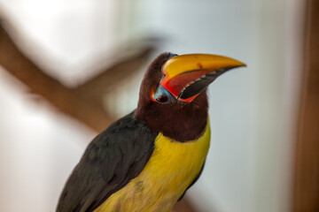 Green Aracari (Pteroglossus viridis) Outdoors