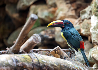 Green Aracari (Pteroglossus viridis) Outdoors