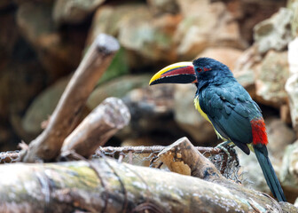Green Aracari (Pteroglossus viridis) Outdoors
