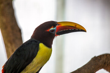 Green Aracari (Pteroglossus viridis) Outdoors