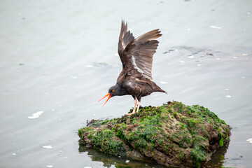 Black Oystercatcher (Haematopus bachmani) Outdoors