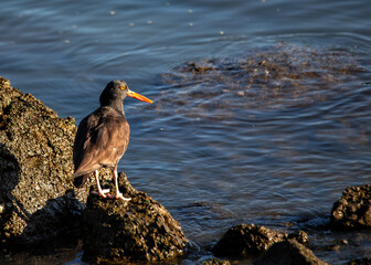 Black Oystercatcher (Haematopus bachmani) Outdoors