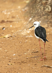 Black-winged Stilt (Himantopus himantopus) Outdoors