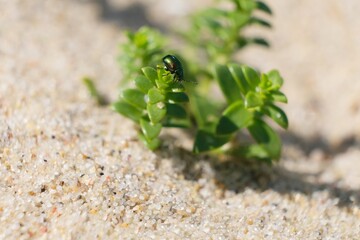 Close up of insect Gastrophysa viridula, known as the green dock,  beetle green dock,  leaf beetle or green sorrel beetle. It's a pest. It's sits on sea sandwort Honckenya peploides plant.