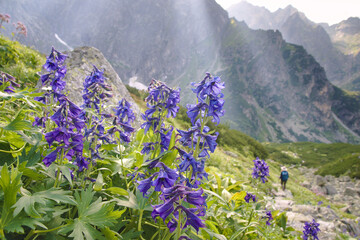 Dzikie niebieskie kwiaty ostróżki kwitną na zboczu góry w Tatrach wśród skał w promieniach Słońca a w tle wysokie góry. - obrazy, fototapety, plakaty