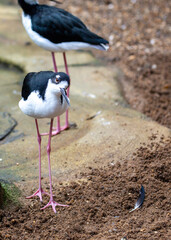 Black-necked Stilt (Himantopus mexicanus) Outdoors