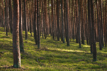 Sosnowy regularny las latem z symetrycznymi drzewami i zielonym mchem w runie w Puszczy Noteckiej.