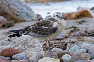 Young black-headed gull (Chroicocephalus ridibundus)