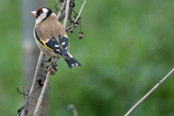 Chardonneret éléguant
