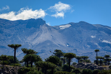 Vista de montaña - volcán con árboles - Volcán Copahue - Araucarias (Pehuenes) - Caviahue - Neuquén