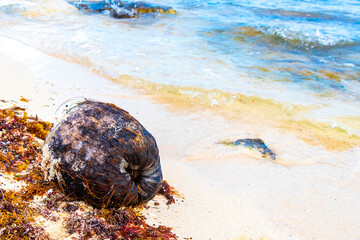Obraz premium Old fallen coconut lies on the beach and rots away.