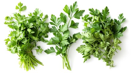 Obraz premium Three Bunches of Parsley on a White Background