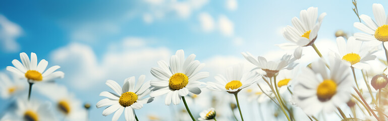Daisies against a background of blue sky with clouds. Spring nature background. Panoramic image with copy space.