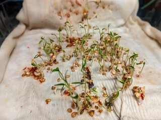 A collection of some chili seeds that germinate growing into new chili chili plants that grow on a damp white cloth