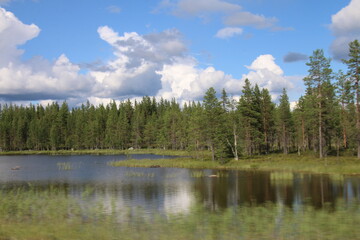 lake in the forest