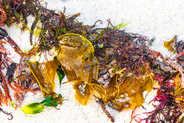 Different types of seaweed sea grass beach sand and water.