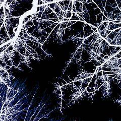 Art illustration - bare branches of fruit trees without leaves covered with snow at night in winter without snow