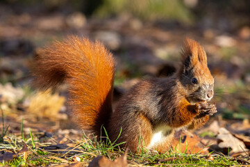 Naklejka na ściany i meble squirrel sitting on the ground with a nut