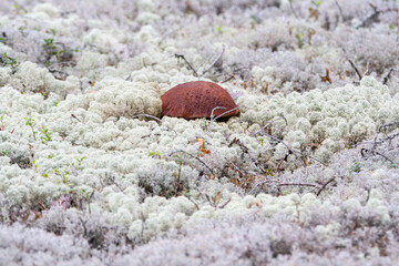 Bolet dans la mousse blanche