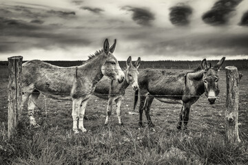 Three donkeys in a field behind a barbed wire fence in the Orne countryside, Normandy, France