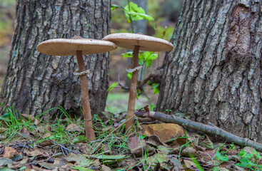 Parasol mushrooms growing close to tree base