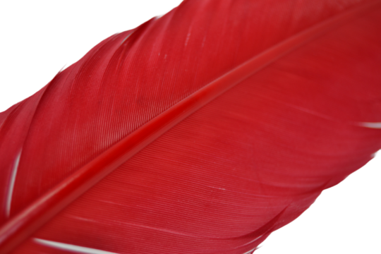 Red feather detail
