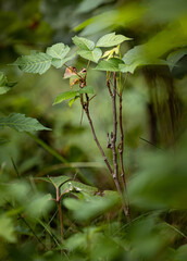 poison Ivey in the forest