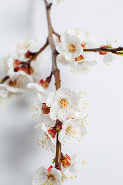 Branch with flowers in spring, blossoming tree branch