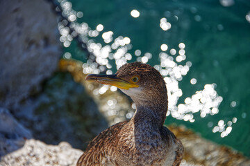 Head shot of a young seagull