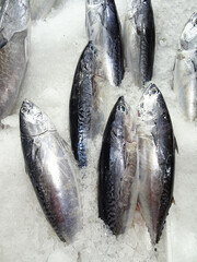 Many small tunas on ice in the market