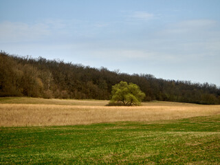 Spring field, in one part there is already green grass, and in the other there is old dry grass, on the outskirts of the field there is a forest growing, still without leaves, spring rural landscape