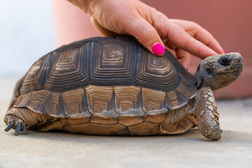 TORTOISE CARESSED BY WOMAN'S HAND