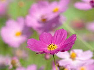 満開のコスモスの花