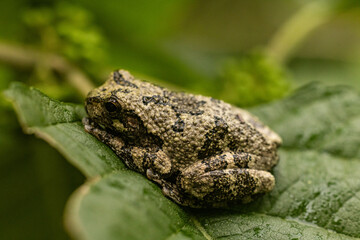 Gray tree frog in a native garden
