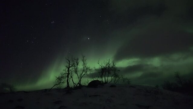Realtime aurora in Lapland behing silhouttes of small birch trees