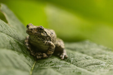 Gray tree frog in a native garden
