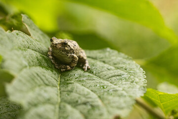 Gray tree frog in a native garden
