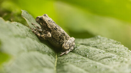 Gray tree frog in a native garden
