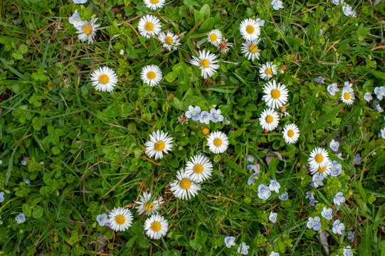 Chamomile field close-up. Lawn with green grass and white wildflowers on a sunny summer day