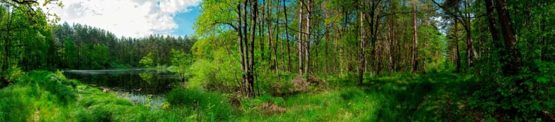 Panorama of forest lakes in spring, young leaves and freshly blossomed buds of trees and shrubs - obrazy, fototapety, plakaty