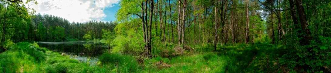 Wall murals Green Panorama of forest lakes in spring, young leaves and freshly blossomed buds of trees and shrubs