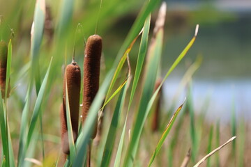 reeds and water