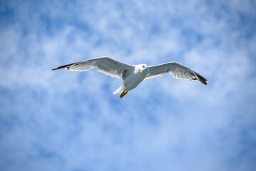 seagull bird with open wings in the blue sky
